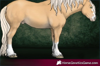 Horse Color:Gold Cream Champagne 