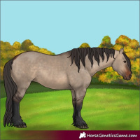 Horse Color:Bay Dun 