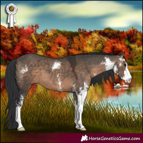 Horse Color:Brown Dun Sabino 