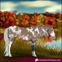Horse Color:White Spotted Silver Grullo Sabino 