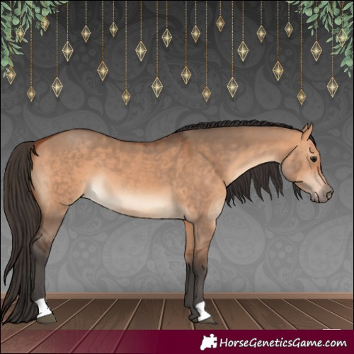 Horse Color:Bay Dun 