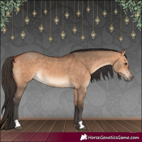 Horse Color:Bay Dun 