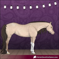 Horse Color:Amber Champagne Dun Tobiano 