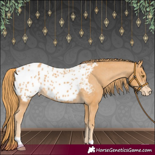 Horse Color:Chestnut Appaloosa 