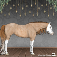 Horse Color:Red Roan Splash