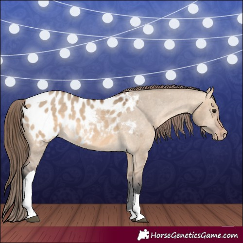 Horse Color:Bay Dun Tobiano Appaloosa 