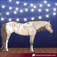 Horse Color:Bay Dun Tobiano Appaloosa 