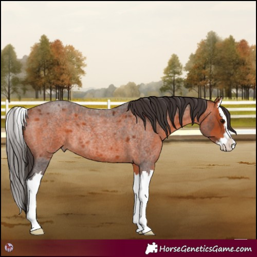 Horse Color:Bay Roan Splash Rabicano 
