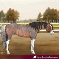 Horse Color:Bay Roan Splash Rabicano 