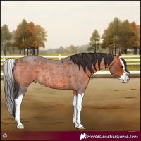 Horse Color:Bay Roan Splash Rabicano 