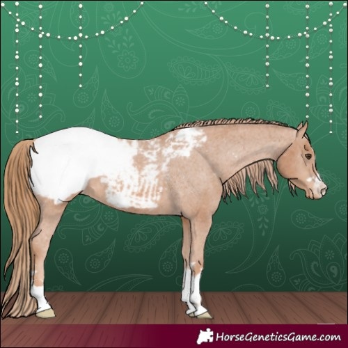 Horse Color:Chestnut Appaloosa 