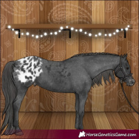 Horse Color:Black Appaloosa