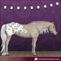Horse Color:Silver Smoky Black Appaloosa 