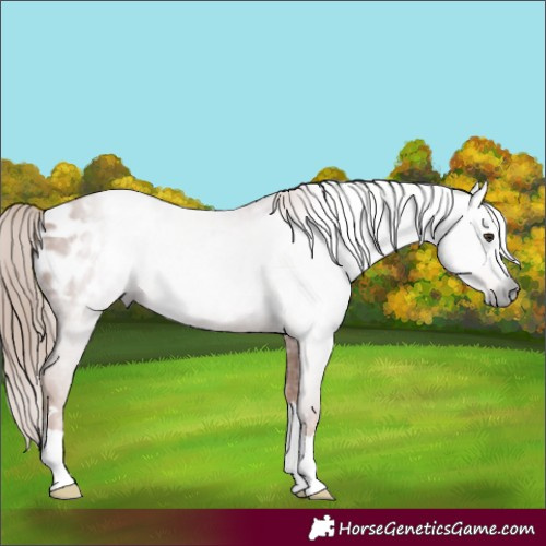 Horse Color:Gray Chestnut Appaloosa 