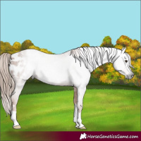 Horse Color:Gray Chestnut Appaloosa 