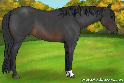 Horse Color:Brown Roan 