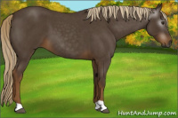 Horse Color:Gray Chocolate Palomino Roan 
