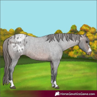 Horse Color:Brown Roan Blanket 