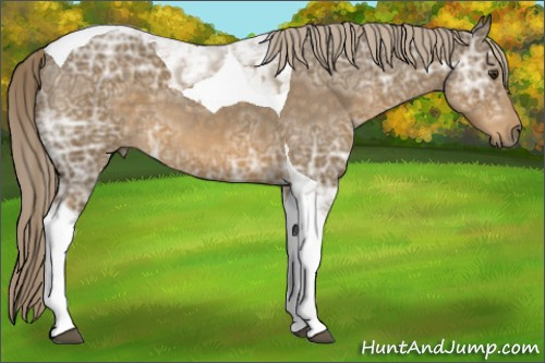 Horse Color:Chocolate Palomino Ice Roan Tobiano 