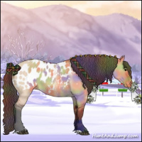 Horse Color:Nacre Bay Dun Appaloosa 