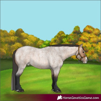 Horse Color:Bay Roan Dun Splash 