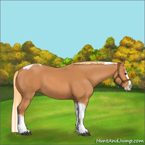 Horse Color:Chestnut Splash Tobiano 