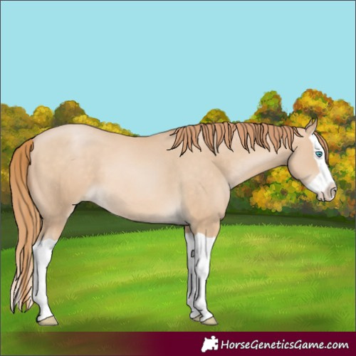 Horse Color:Buckskin Pearl Splash 