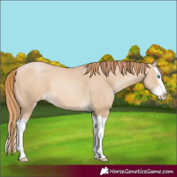 Horse Color:Buckskin Pearl Splash