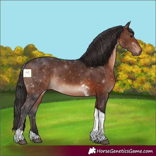 Horse Color:Brown Tobiano 