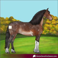 Horse Color:Brown Tobiano 