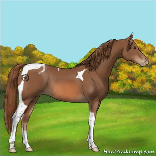 Horse Color:Chestnut Tobiano Appaloosa Rabicano 