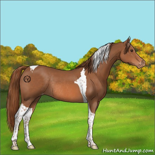 Horse Color:Chestnut Tobiano Appaloosa Rabicano 
