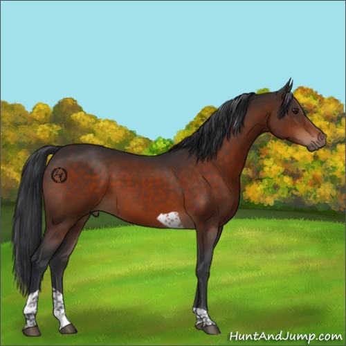 Horse Color:Brown Tobiano 