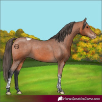 Horse Color:Bay Tobiano Appaloosa Rabicano 