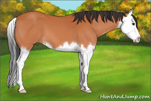 Horse Color:Bay Splash 