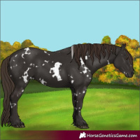 Horse Color:White Spotted Liver Chestnut 