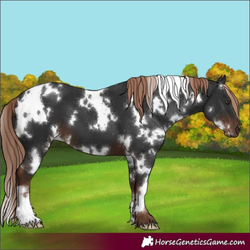 Horse Color:White Spotted Liver Chestnut 