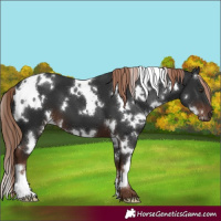 Horse Color:White Spotted Liver Chestnut 