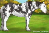 Horse Color:White Spotted Liver Chestnut Splash 