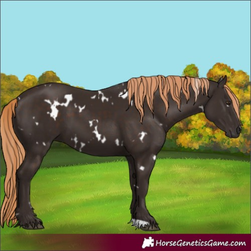 Horse Color:White Spotted Liver Chestnut 