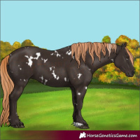 Horse Color:White Spotted Liver Chestnut 