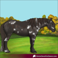 Horse Color:White Spotted Liver Chestnut 