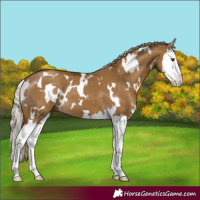 Horse Color:White Spotted Chocolate Palomino Dun Splash 