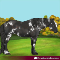 Horse Color:White Spotted Liver Chestnut 