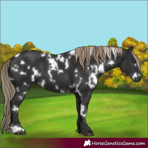 Horse Color:White Spotted Liver Chestnut 