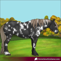 Horse Color:White Spotted Liver Chestnut
