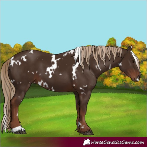 Horse Color:White Spotted Liver Chestnut 