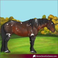 Horse Color:White Spotted Brown 