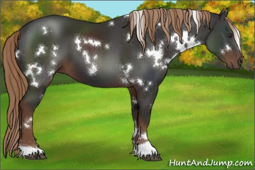 Horse Color:White Spotted Liver Chestnut 
