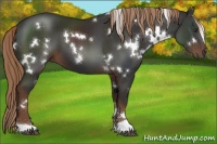Horse Color:White Spotted Liver Chestnut 